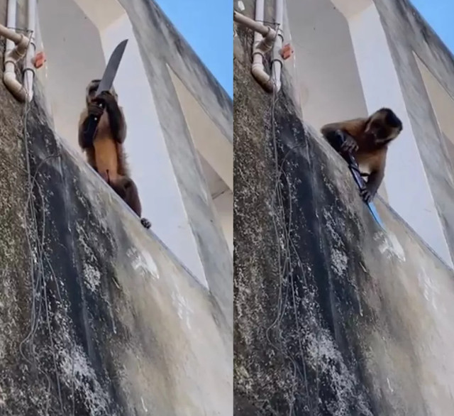 Vídeo: macaco é flagrado 'amolando' faca em prédio e viraliza na web