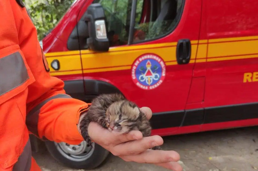 Filhote de jaguatirica resgatado perdido em Ipatinga recebe tratamento no Cebus, mas corre risco de vida; entenda
