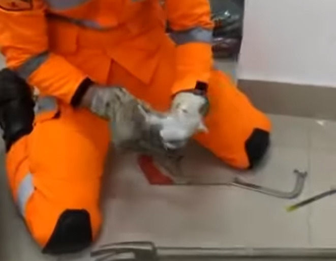 Filhote de gato é resgatado dentro de parede de uma residência em Ipatinga