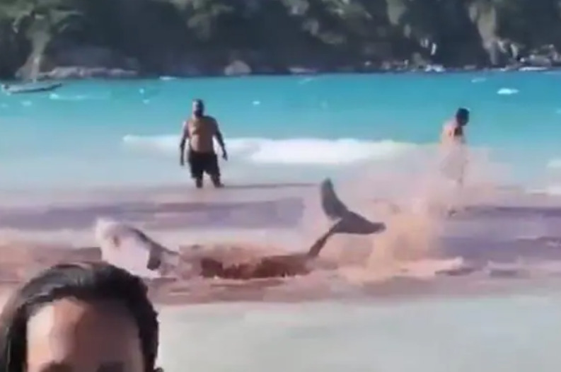 Banhistas confundem baleias com tubarões em praia de Arraial do Cabo