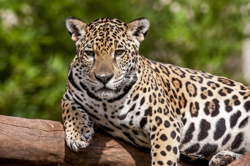 Mata Atlântica lidera ranking de biomas com mais espécies ameaçadas de extinção