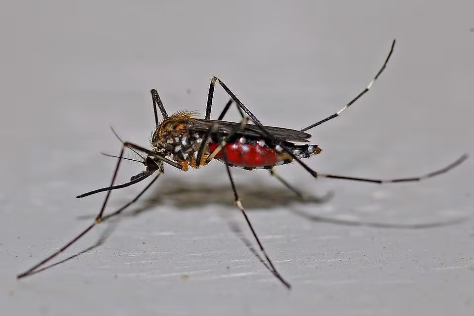 Minas Gerais tem disparada de mortes por dengue e chikungunya