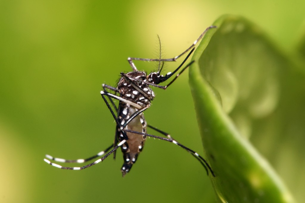 Ipatinga registra primeiro óbito por dengue em 2023
