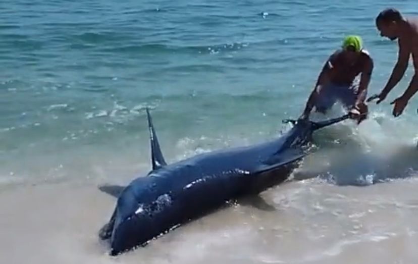Tubarão encalha em praia e é salvo por banhistas; veja vídeo