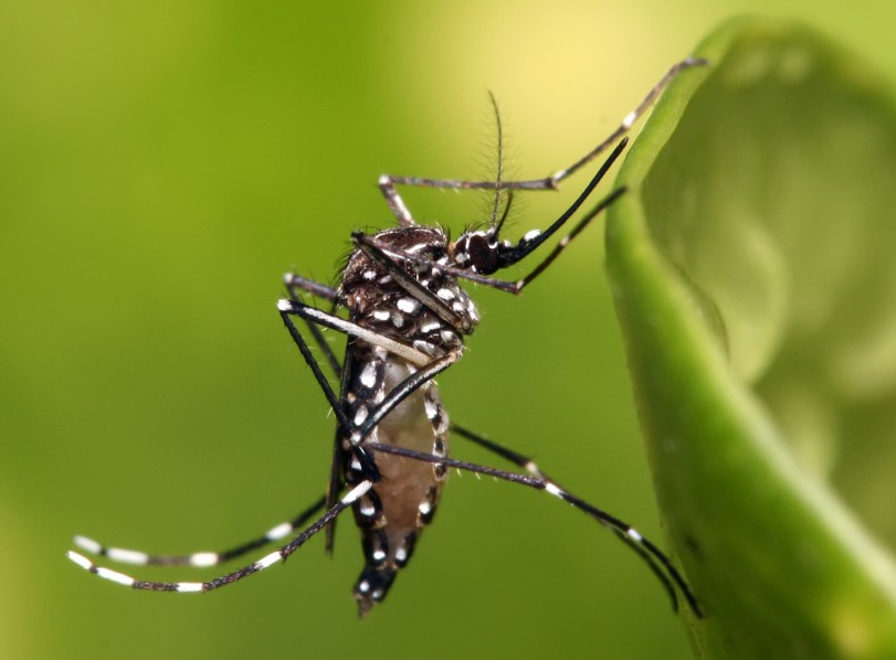 Secretaria de Estado de Saúde de MG confirma morte de dengue em Santana do Paraíso