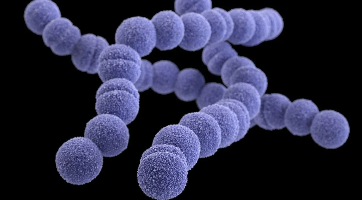 日本で致死性細菌の感染者数が増加を記録 » MaisVip ポータル