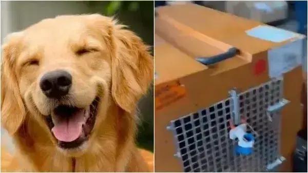 5 diretrizes para transporte seguro de pets em aviões