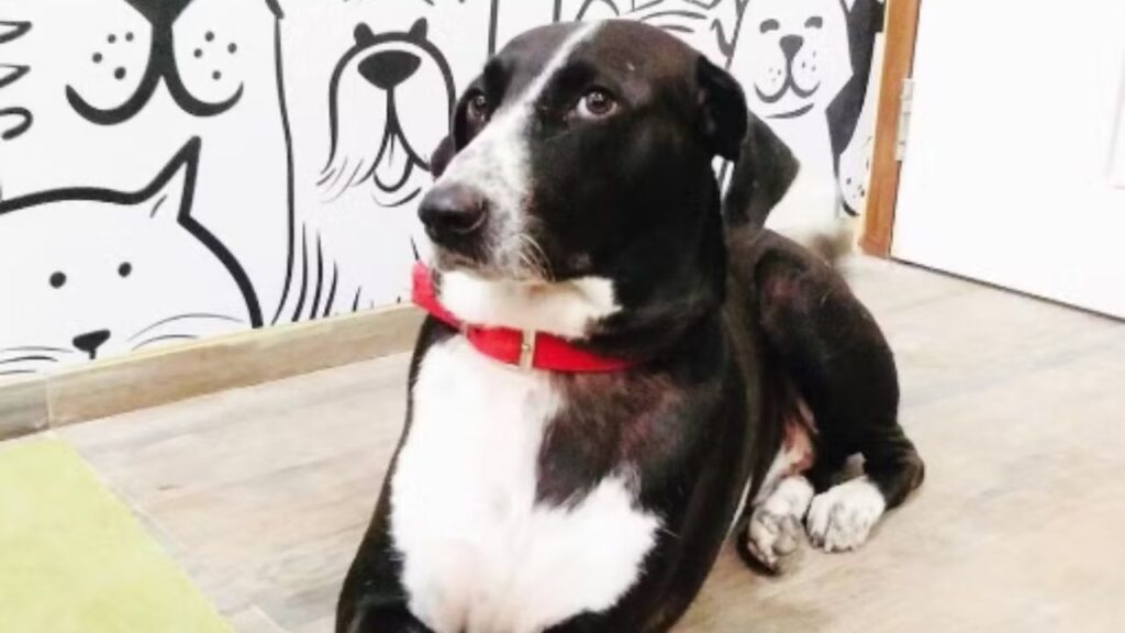 Empresário indiano deixa R$ 673,5 milhões de herança para cachorro e funcionários