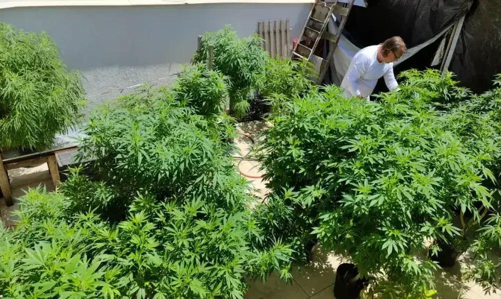 Brasil registra recorde de 672 mil pacientes com cannabis medicinal