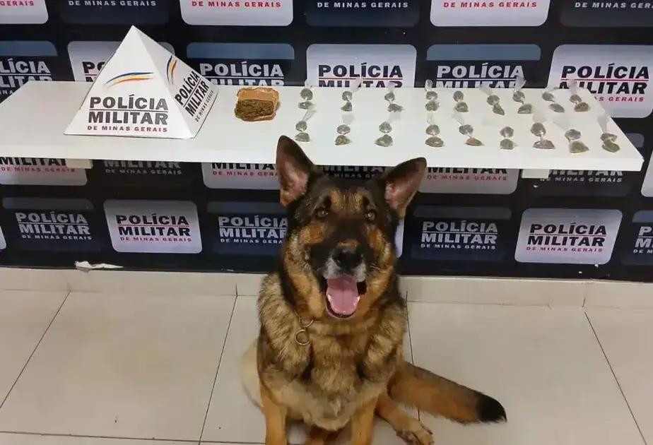 Cão policial localiza drogas em Manhuaçu: saiba como