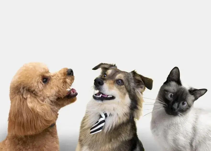 A partir de 2025: Cães e gatos terão carteira de identidade