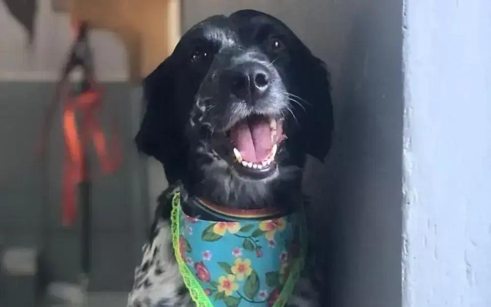 Cadela morre enforcada em mesa de pet shop: entenda o caso