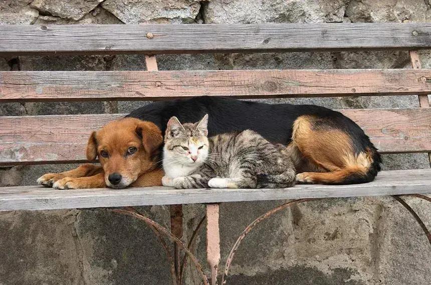 Lula sanciona lei: cadastro nacional de animais domésticos