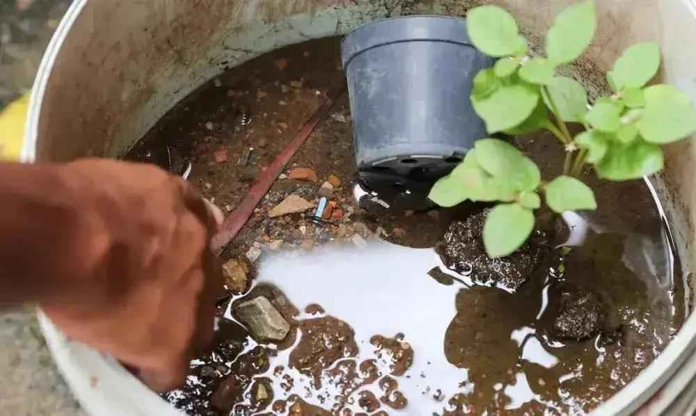 Santana do Paraíso enfrenta 7,1% de infestação por Aedes aegypti