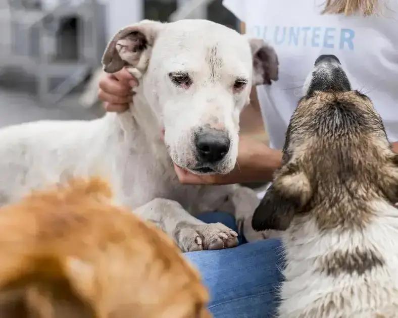 Castramóvel em Timóteo: Mutirão de castração gratuito em abril
