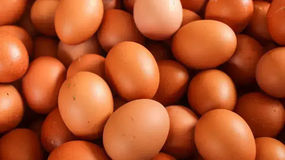 Governo edita decreto que simplifica comércio interestadual de produtos lácteos e ovos