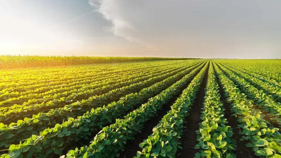 Projeção do IBGE indica safra recorde de 323,8 milhões de toneladas em 2025