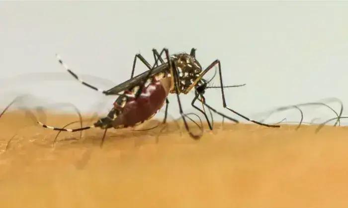 Brasil alcança 1 milhão de casos de dengue em 2025: um alerta para a saúde pública