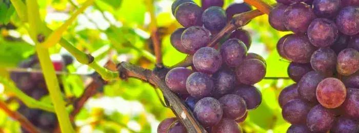 Grão Mogol: Vinhos do Sertão Superam Expectativas com Produtividade e Prêmios