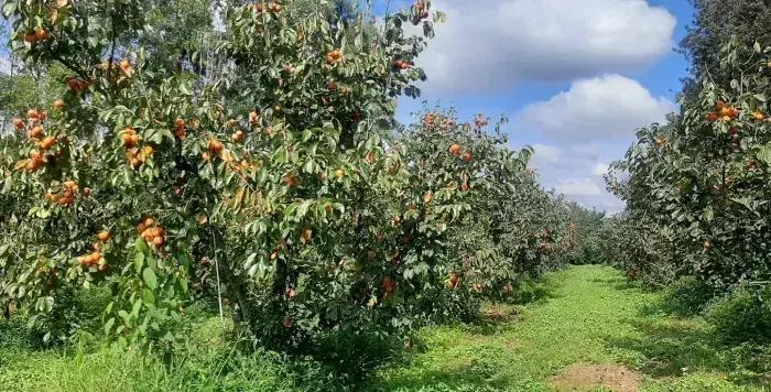 Turvolândia lidera produção de caqui em Minas Gerais com apoio da Emater-MG