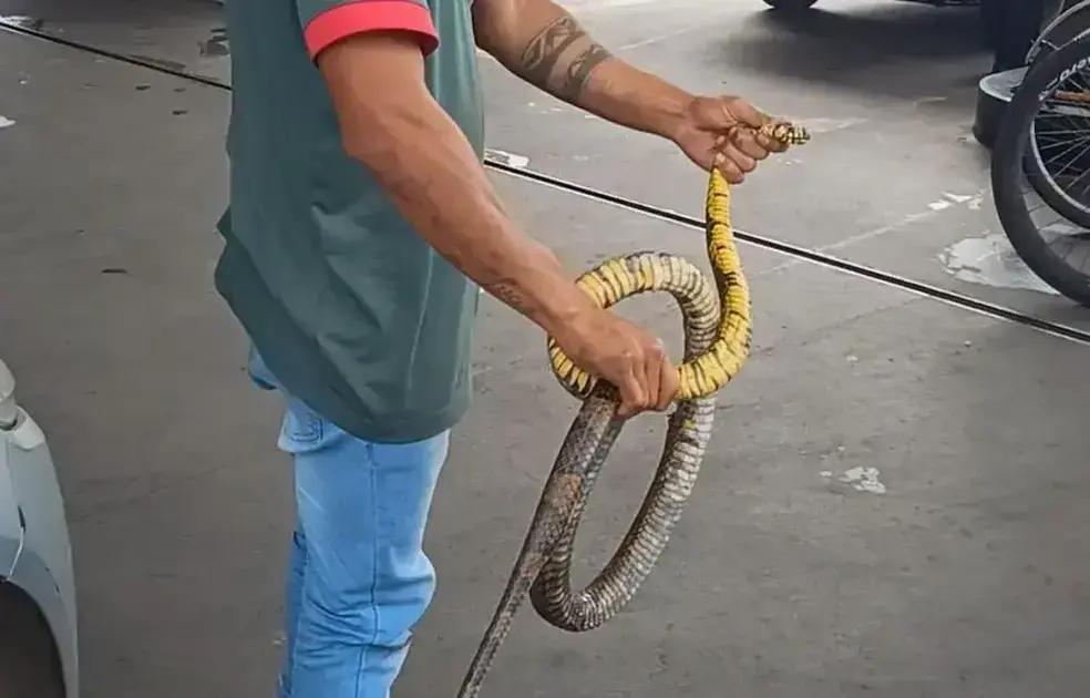 Frentista enfrenta cobra gigante em Coronel Fabriciano durante abastecimento