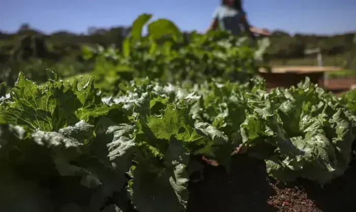 BNDES e Bahia firmam parceria de R$ 299 milhões para agricultura familiar