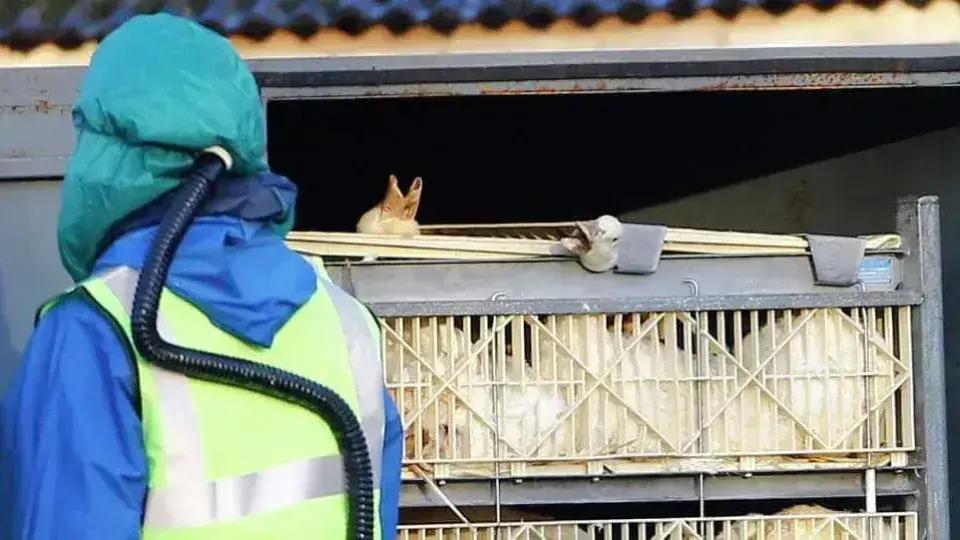 Cresce para 10 os casos suspeitos de gripe aviária no Brasil; nenhum em granjas comerciais