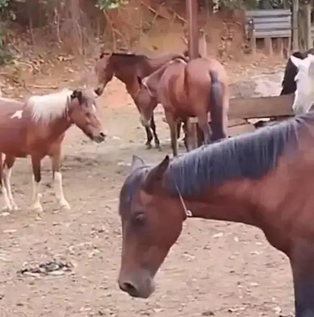 Ipatinga: Denúncias de maus tratos a animais geram polêmica sobre espaço reservado pela Prefeitura