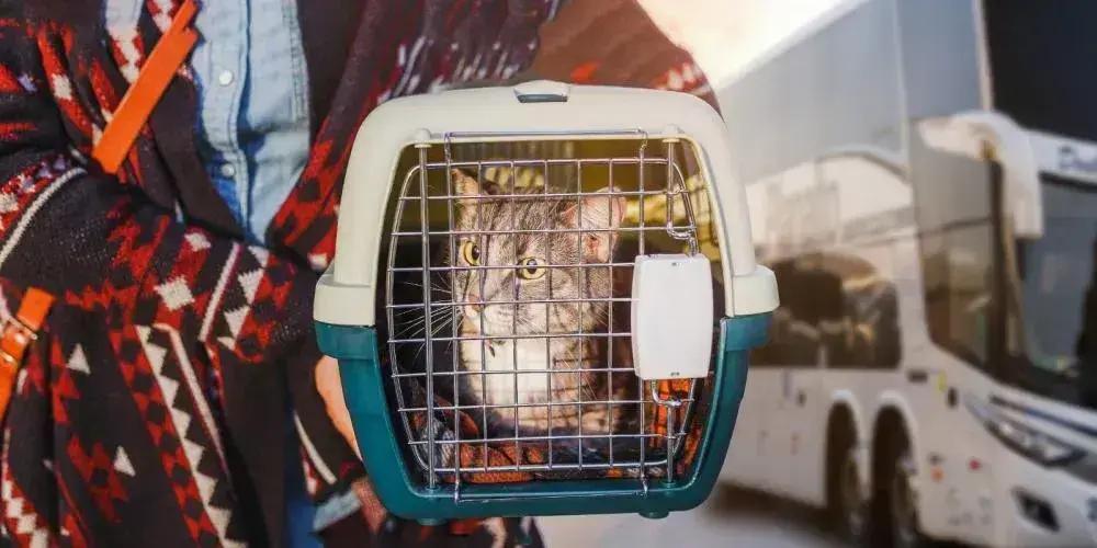 Nova lei de Minas Gerais permite transporte de cães e gatos em ônibus intermunicipais