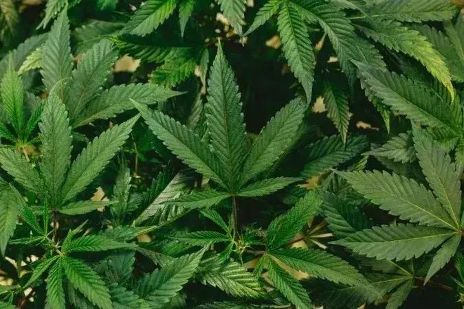 Polícia apreende barra de maconha em ação no bairro JK, Coronel Fabriciano