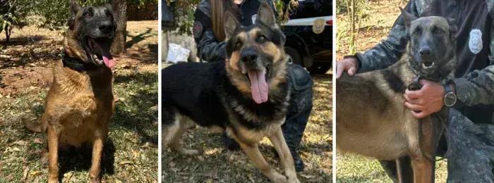 Campanha 'Adote um Herói' busca lares para cães policiais aposentados em MG