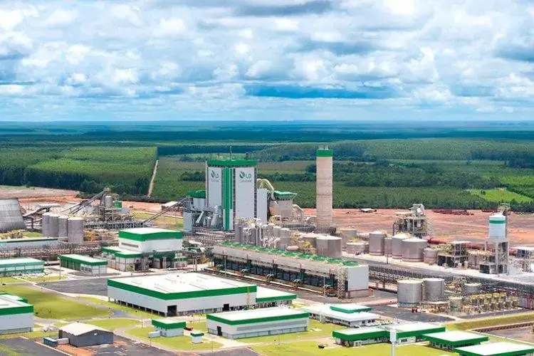 Fábrica impulsiona produção de celulose